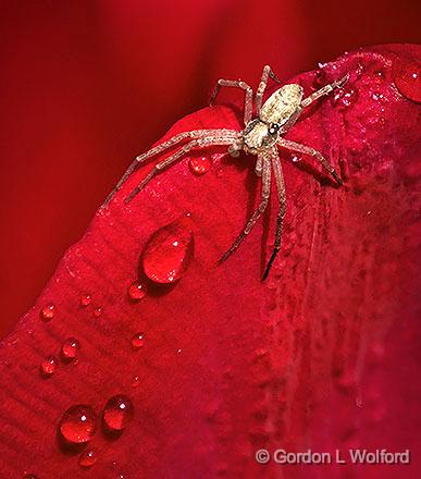 Spider On A Wet Red Tulip_DSCF02165.jpg - Photographed at Smiths Falls, Ontario, Canada.